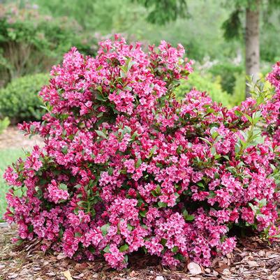 Weigela florida Sonic Bloom® Punch