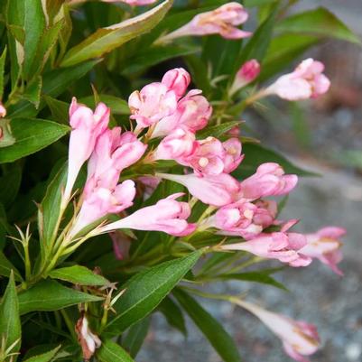 Weigela x Peach Kisses™