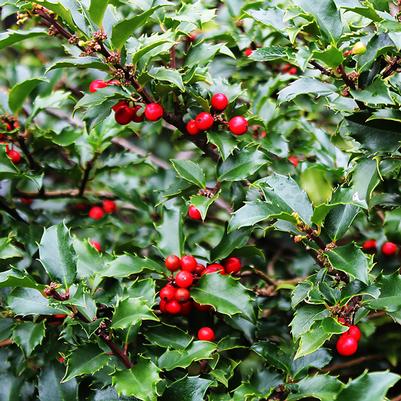 Ilex x meserveae Blue Princess