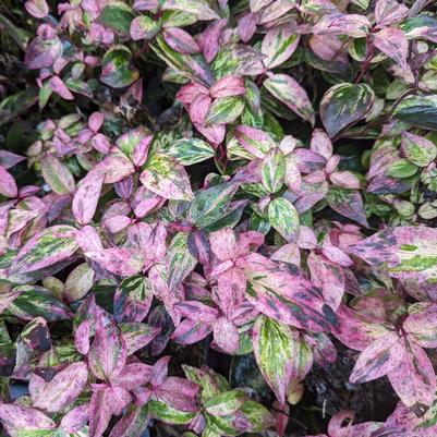 Leucothoe fontanesiana Paisley Pup™