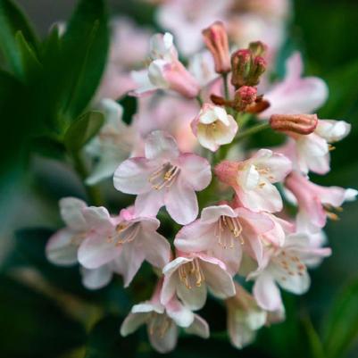 Rhododendron micranthum Bloombux® Blush