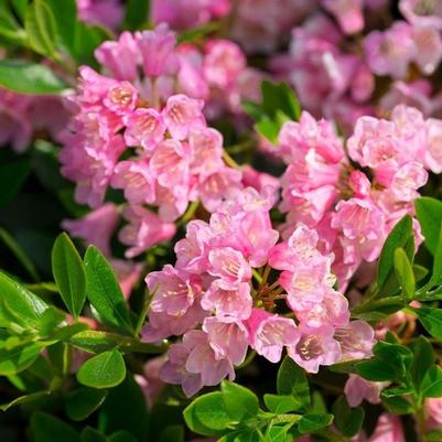 Rhododendron micranthum Bloombux® Magenta