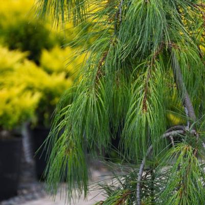 Pinus strobus Angel Falls