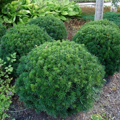 Taxus cuspidata Nana