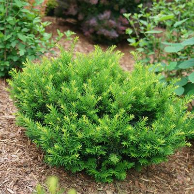 Taxus x media Stonehenge Dark Druid®