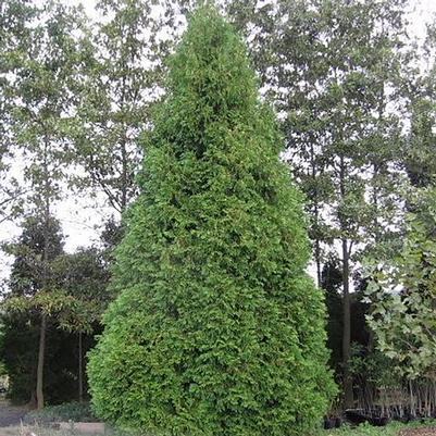 Thuja occidentalis 