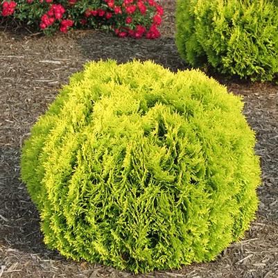 Thuja occidentalis Anna's Magic Ball®