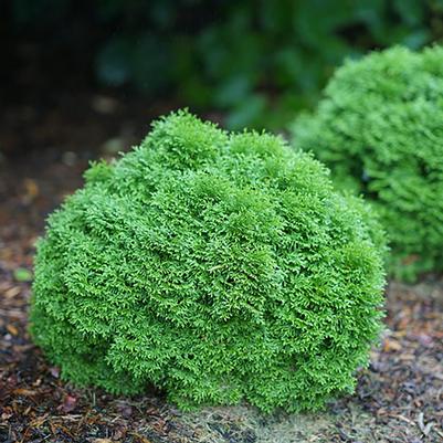 Thuja occidentalis Tater Tot®
