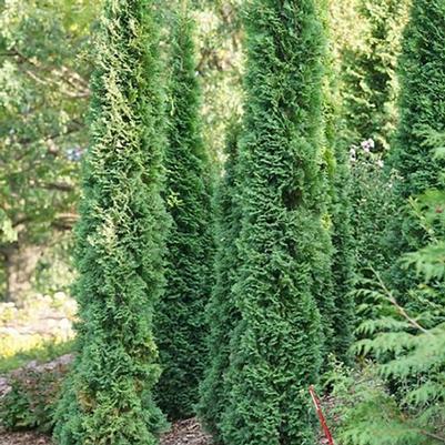 Thuja occidentalis Thin Man™