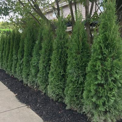 Thuja plicata Northern Spire