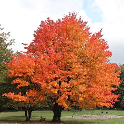 Acer saccharum Commemoration®