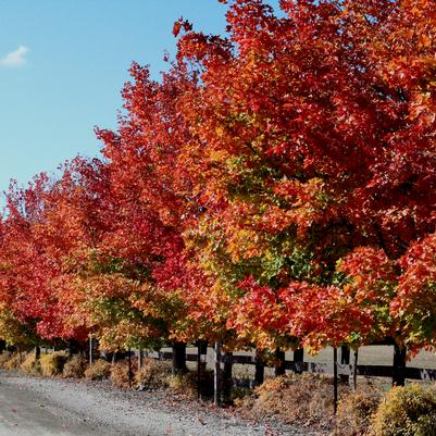 Acer x freemanii Autumn Blaze® - Clump