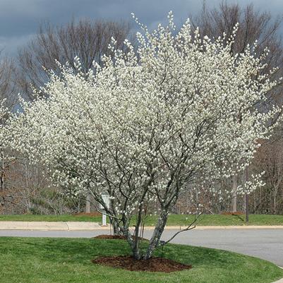 Amelanchier x grandiflora Princess Diana