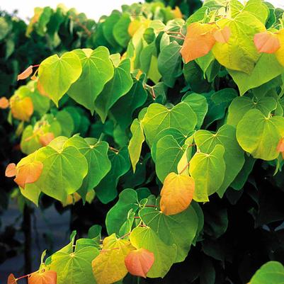 Cercis canadensis The Rising Sun™