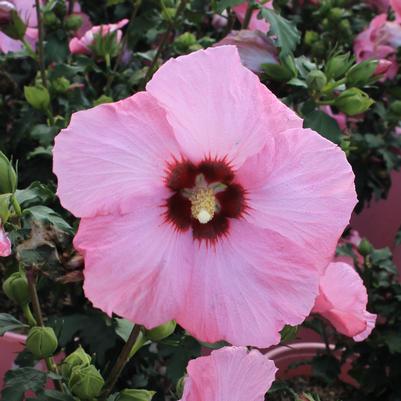 Hibiscus syriacus Aphrodite - Standard