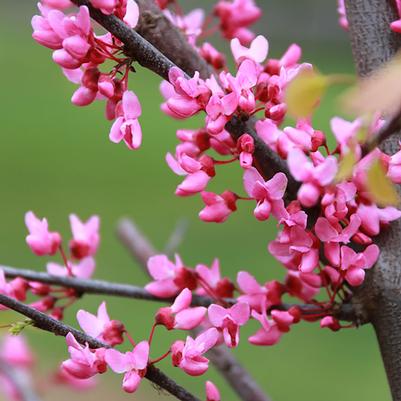 Cercis canadensis Northern Lites™