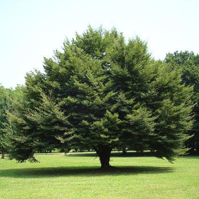 Fagus sylvatica Asplenifolia