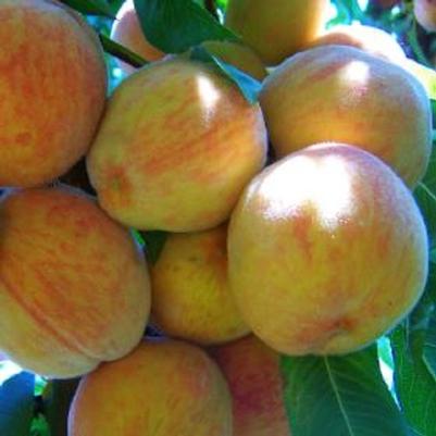 Prunus persica Catherina®