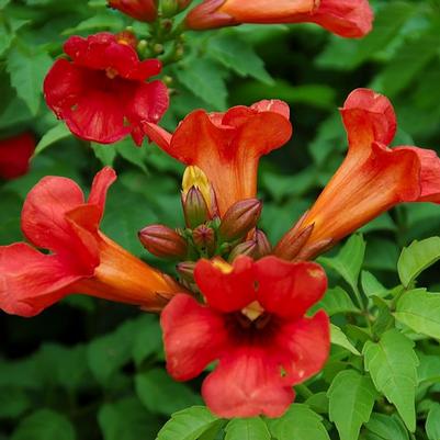 Campsis x tagliabuana Summer Jazz™ Fire - Standard
