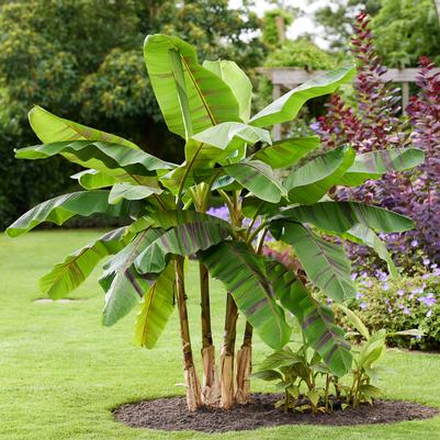 Musa sikkimensis Ever Red