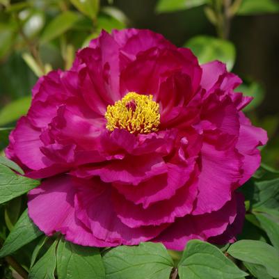Paeonia suffruticosa Shimadaijin