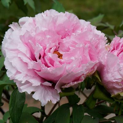 Paeonia suffruticosa Hanakisoi ('Floral Rivalry')