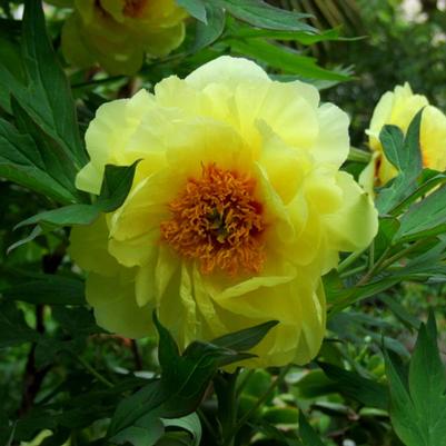 Paeonia suffruticosa High Noon