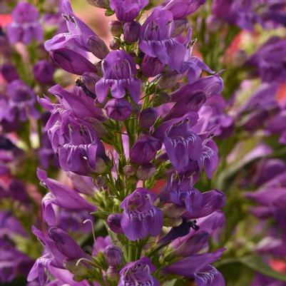 Penstemon Summit Sweets Purple