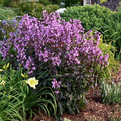 Penstemon hybrid Midnight Masquerade