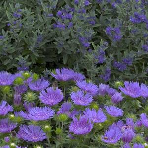 Stokesia Peachie's Pick