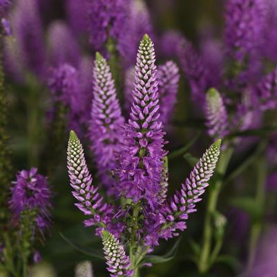 Veronica longifolia Skyward™ Lilac