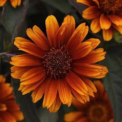 Heliopsis helianthoides Summer Eclipse