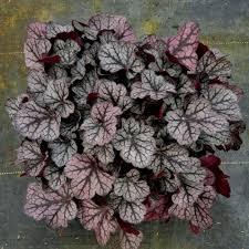 Heuchera x Northern Exposure™ Spice Curls
