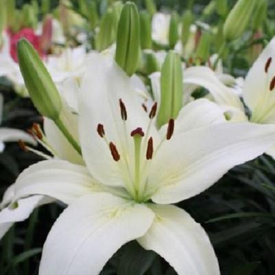 Lilium asiatic Sparkling Joy