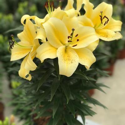 Lilium oriental Lily Looks Sunny Bliss