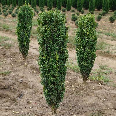 Buxus Green Mountain - Cylinder
