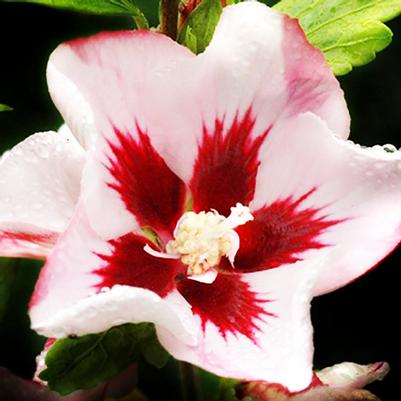 Hibiscus syriacus Hamabo