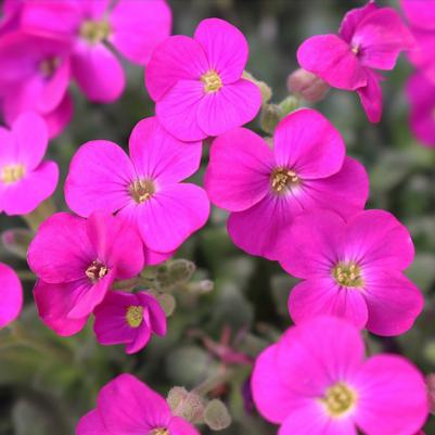 Aubrieta Rock On Pink