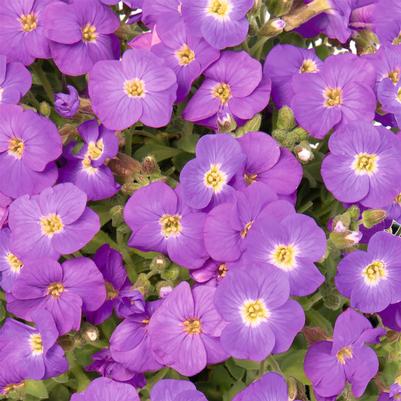 Aubrieta Rock On Blue