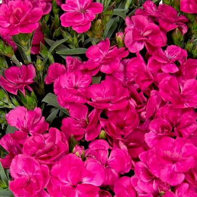 Dianthus Peman Fancy Cerise