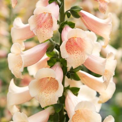 Digitalis purpurea Dottie™ Peach
