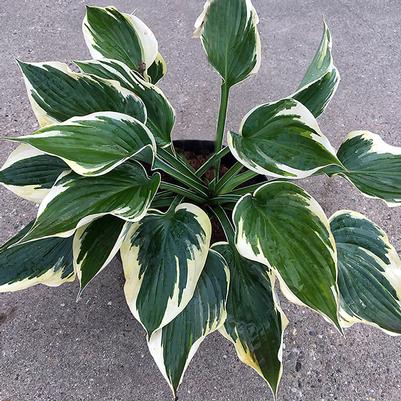 Hosta Hi-Class
