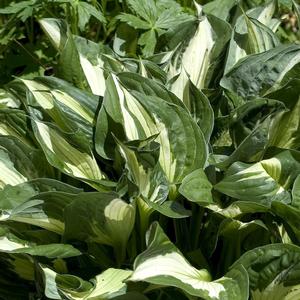 Hosta Whirlwind