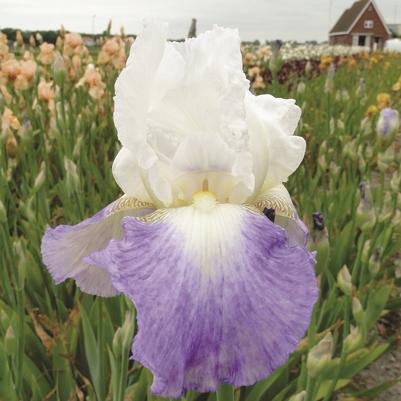 Iris germanica Mission Ridge