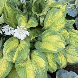 Hosta Brother Stefan