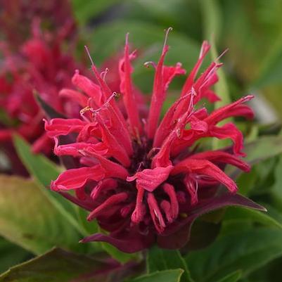 Monarda didyma BeeMine&trade; Red