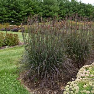 Andropogon gerardii Blackhawks
