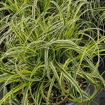 Carex oshimensis Feather™ Falls