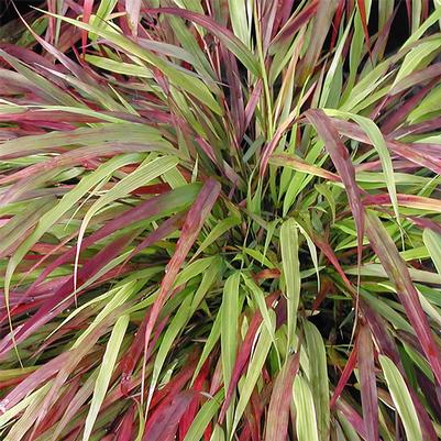 Hakonechloa macra Beni-Kaze