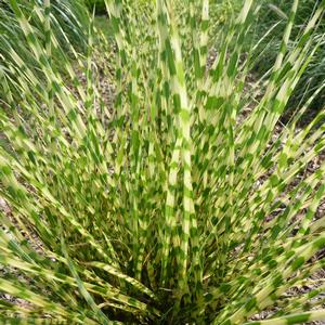 Miscanthus sinensis Gold Bar